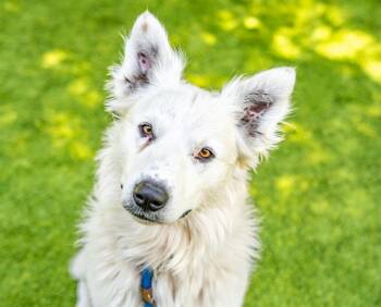 Rescue Border Collie Dogs for Adoption in San Jose, California - LEWIS | PetCurious