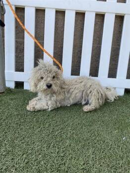 Poodle and Mixed Breed Dogs Available for Adoption in Modesto, California - A609729 | PetCurious