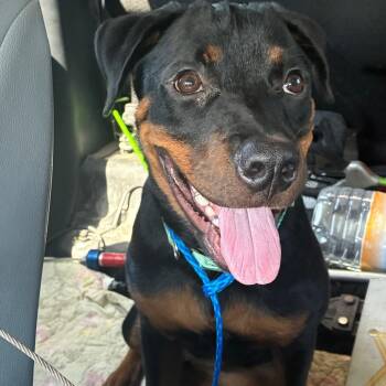 Francine -  Rottweiler and Mixed Breed Dog for Adoption in Montgomery, Alabama - Francine | PetCurious