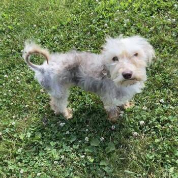 Jackie -  Poodle and Yorkshire Terrier Dog for Adoption in Quakertown, Pennsylvania - Jackie | PetCurious