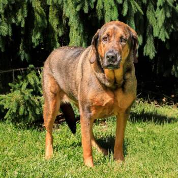Bloodhound and Mixed Breed Dogs Available for Adoption in Versailles, Kentucky - Daisy | PetCurious