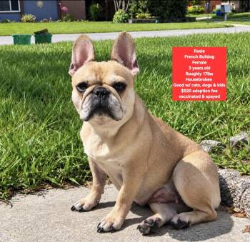 Rosie -  French Bulldog Dog for Adoption in Oviedo, Florida - Rosie | PetCurious