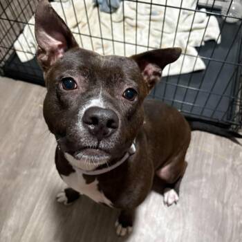 Jazzy -  Staffordshire Bull Terrier Dog for Adoption in Yonkers, New York - Jazzy | PetCurious