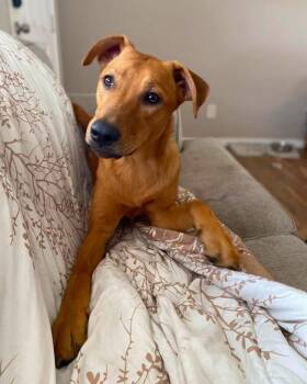 Chiffon -  Shepherd Dog for Adoption in Clearwater, Florida - Chiffon | PetCurious