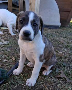Rescue Great Pyrenees Dogs for Adoption in Louisville, Kentucky - Donny | PetCurious