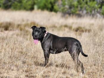 INDIA -  Mixed Breed Dog for Adoption in Santa Fe, New Mexico - INDIA | PetCurious