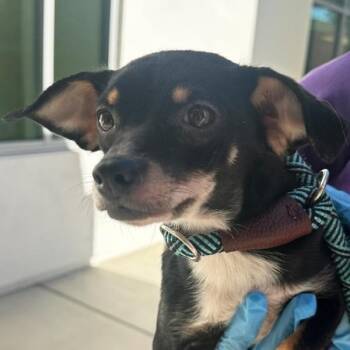 Carla -  Chihuahua Dog for Adoption in Walnut Creek, California - Carla | PetCurious