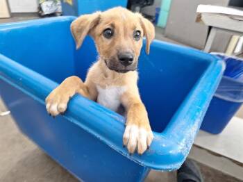 Mixed Breed Dogs Available for Adoption - LAGOON | PetCurious