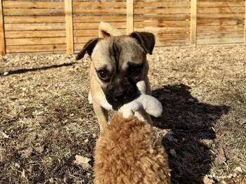 Pug Dogs Available for Adoption - Winston | PetCurious