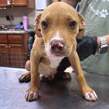 Noodle- 102602U -  Terrier and Mixed Breed Dog for Adoption in Tupelo, Mississippi - Noodle- 102602U | PetCurious