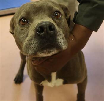 Mixed Breed Dogs Available for Adoption - PORTER | PetCurious