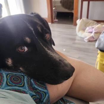 Rosko-COURTESY LISTING -  Australian Shepherd and Border Collie Dog for Adoption - Rosko-COURTESY LISTING | PetCurious