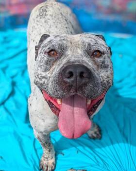 Chips Ahoy -  Mixed Breed Dog for Adoption in Cincinnati, Ohio - Chips Ahoy | PetCurious