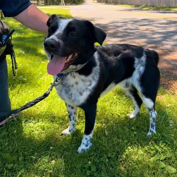 Toby -  Border Collie Dog for Adoption in Hampton Bays, New York - Toby | PetCurious