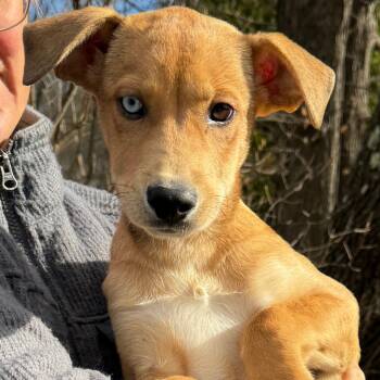 Rescue Husky Dogs for Adoption in Eastford, Connecticut - NY Abby Avail Nov 23 (Choice Pet Carmel) | PetCurious