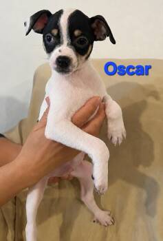 Tiffany Pup -Oscar -  Jack Russell Terrier and Chihuahua Dog Available for Adoption in Pompano Beach, Florida - Tiffany Pup -Oscar | PetCurious