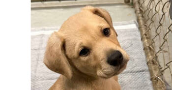 Rescue Terrier Dogs for Adoption in Mishawaka, Indiana - Phoebe | PetCurious