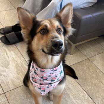 German Shepherd Dog Dogs Available for Adoption in Quail Heights, Florida - Roxy | PetCurious