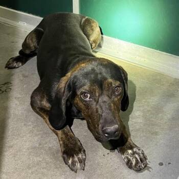 Nutmeg -  Coonhound Dog for Adoption in Idaho Falls, Idaho - Nutmeg | PetCurious