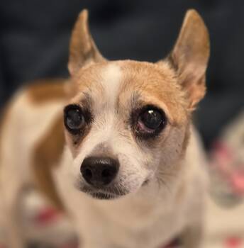 Hera -  Chihuahua Dog for Adoption in Normal, Illinois - Hera | PetCurious