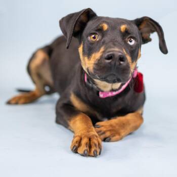 Poplin -  Mixed Breed Dog for Adoption in Portland, Oregon - Poplin | PetCurious
