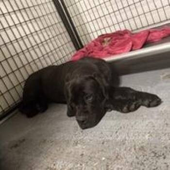 Young Money -  Cane Corso Dog for Adoption in St. Louis, Missouri - Young Money | PetCurious