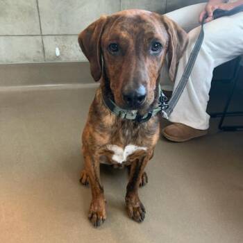 Amarillo -  Mixed Breed Dog for Adoption in Asheville, North Carolina - Amarillo | PetCurious