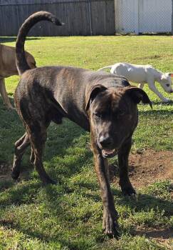 Virgo -  Australian Cattle Dog Blue Heeler and Boxer Dog for Adoption in Houston, Texas - Virgo | PetCurious