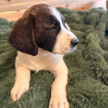 Channel aka Remington -  Pit Bull Terrier and Australian Shepherd Dog for Adoption in Phoenix, Arizona - Channel Aka Remington | PetCurious