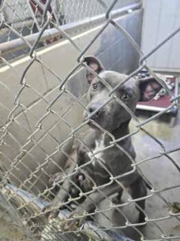 Rescue American Staffordshire Terrier Dogs for Adoption in Sullivan, Indiana - Roxy | PetCurious