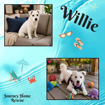 Willie -  Terrier Dog for Adoption in East Wenatchee, Washington - Willie | PetCurious