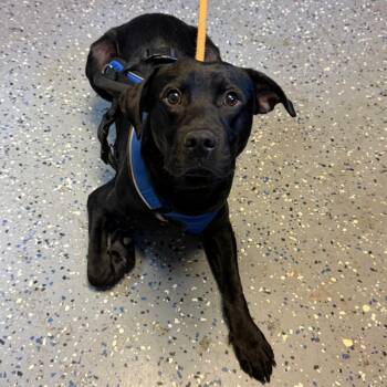 Bo Jangles -  Labrador Retriever and Mixed Breed Dog for Adoption in Tuscaloosa, Alabama - Bo Jangles | PetCurious