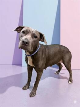 BUFFY SUMMERS -  Mixed Breed Dog for Adoption in Jacksonville, Florida - BUFFY SUMMERS | PetCurious