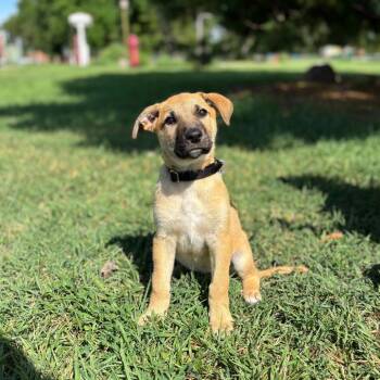 Gemini--In Foster -  Shepherd and Mixed Breed Dog for Adoption in Fargo, North Dakota - Gemini--In Foster | PetCurious