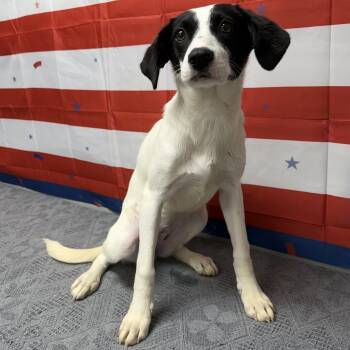 Jewel -  Mixed Breed Dog for Adoption in Urbana, Ohio - Jewel | PetCurious