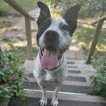 Speckles -  Australian Cattle Dog Blue Heeler Dog for Adoption in Klein, Texas - Speckles | PetCurious