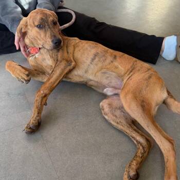 Tigger -  Mixed Breed Dog for Adoption in Morristown, Vermont - Tigger | PetCurious
