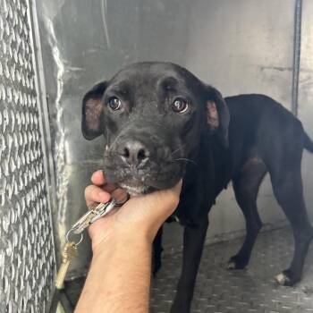 Gale -  Boxer Dog for Adoption in Newport, North Carolina - Gale | PetCurious