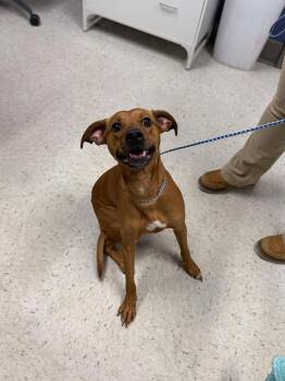 Rescue Mixed Breed Dogs for Adoption in Leitchfield, Kentucky - Henna | PetCurious