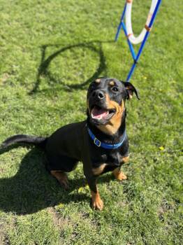 Rottweiler Dogs Available for Adoption in Mississauga, Ontario - Athena | PetCurious