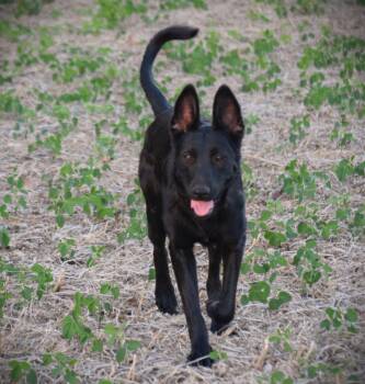 Olive-Work Ethic -  German Shepherd Dog Dog for Adoption in Rockport, Indiana - Olive-Work Ethic | PetCurious