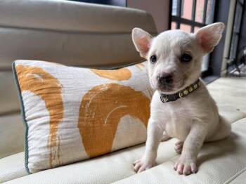 Husky Dogs Available for Adoption in San Antonio, Texas - Paloma | PetCurious