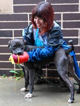 Fireworks -  Mixed Breed Dog for Adoption in Chamblee, Georgia - Fireworks | PetCurious