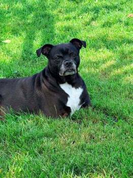 Tate -  Labrador Retriever and Boxer Dog for Adoption in St. Peters, Missouri - Tate | PetCurious
