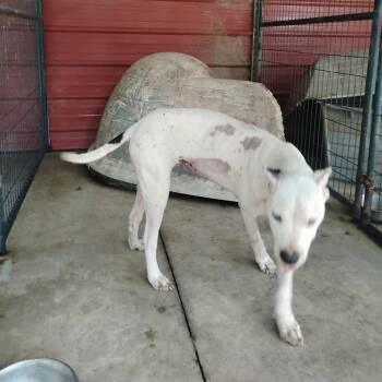Starla -  Pit Bull Terrier and Mixed Breed Dog for Adoption in Dover, Arkansas - Starla | PetCurious