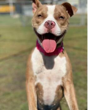 Rescue Pit Bull Terrier Dogs for Adoption in Virginia Beach, Virginia - 179380 Moon | PetCurious