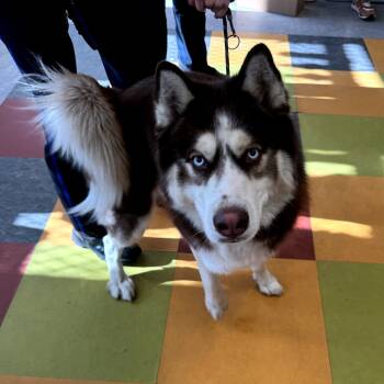 Rescue Alaskan Malamute Dogs for Adoption in Philadelphia, Pennsylvania - Blaze | PetCurious