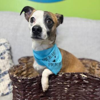 Chihuahua and Mixed Breed Dogs Available for Adoption - Buster Keaton | PetCurious