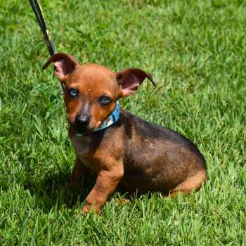 Diego -  Mixed Breed Dog for Adoption in Searcy, Arkansas - Diego | PetCurious