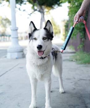 Maya -  Husky Dog for Adoption in Pasadena, California - Maya | PetCurious